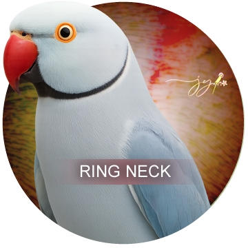 Ring Neck